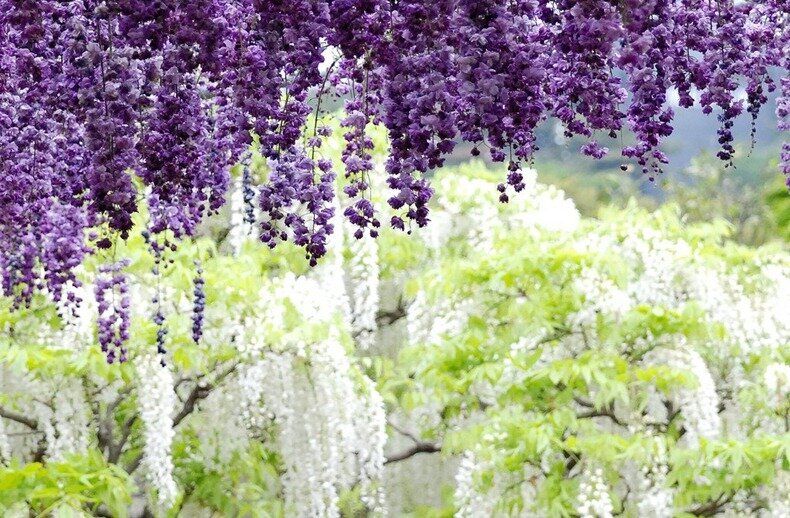 парк цветов асикага фото
