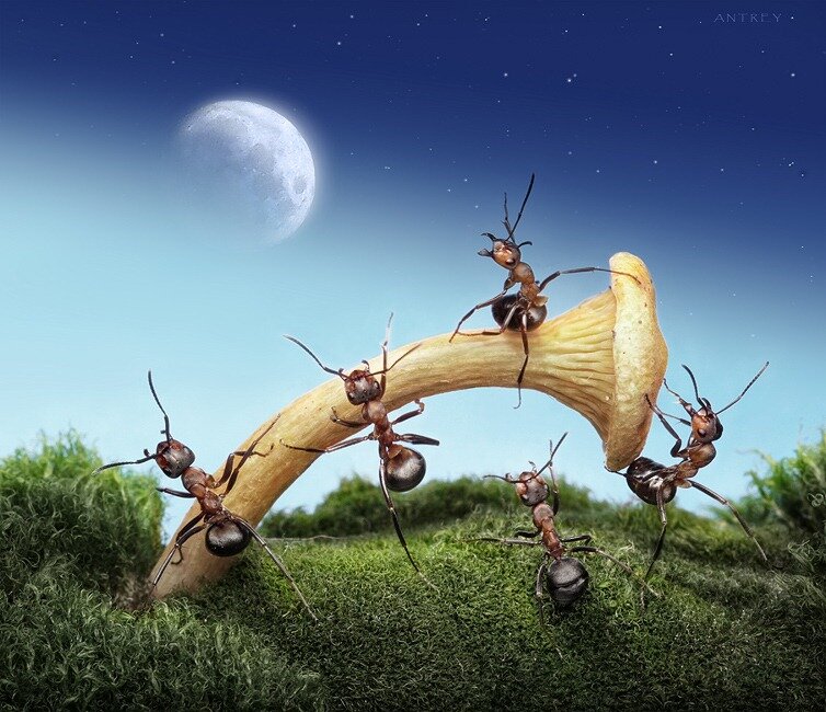 муравьиные сказки