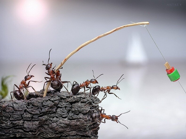 муравьиные сказки