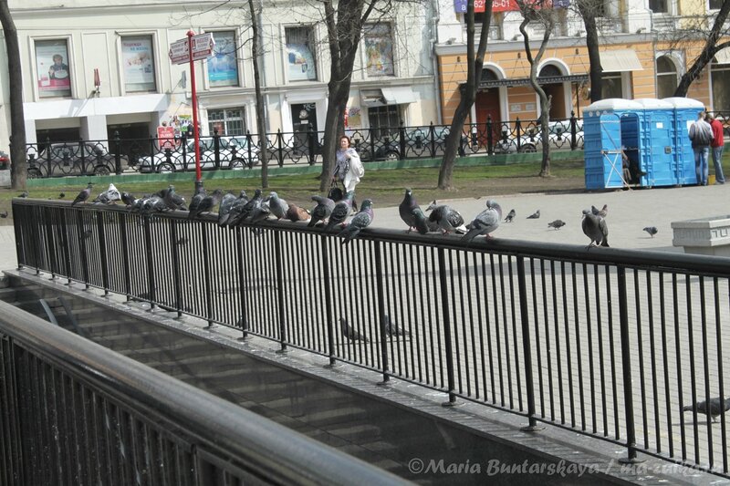 Голубки, Москва, Китай-город, 21апреля 2012 года
