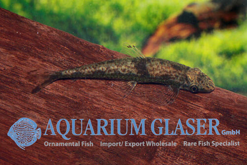 Новостные колонки Aquarium Glaser GmbH 0_e5d41_5df44d3e_L