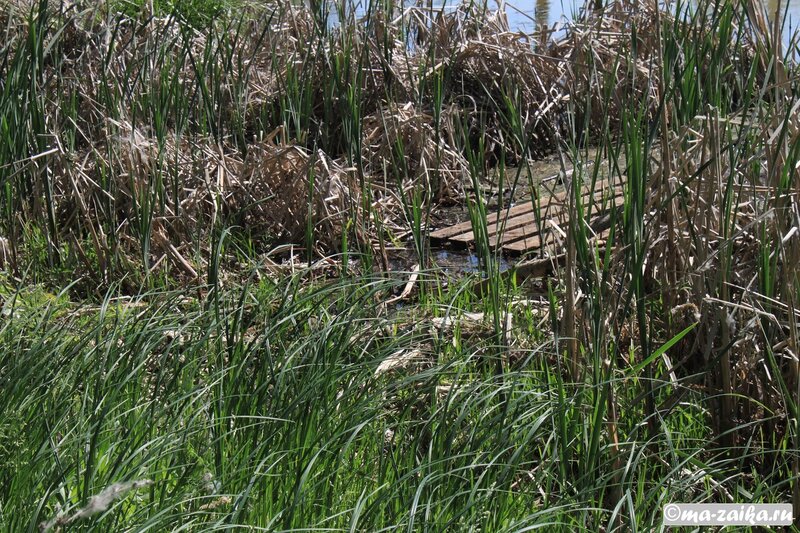 Пейзажи Тинь-Зинь, район озера Сазанка, Энгельс, 19 мая 201 года