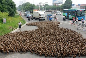 5,000 ducks block traffic on their way to feed in Zhejiang province, China - 17 Jun 2012