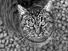 CatsWallpapers (66).jpg