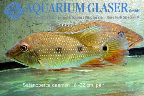 Новостные колонки Aquarium Glaser GmbH 0_e5d44_c4069b3_L
