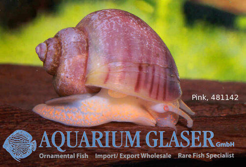 Новостные колонки Aquarium Glaser GmbH 0_e5d35_58d15d88_L