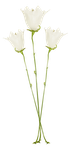 «whitebell flowers»  0_879b4_ce0c102c_S