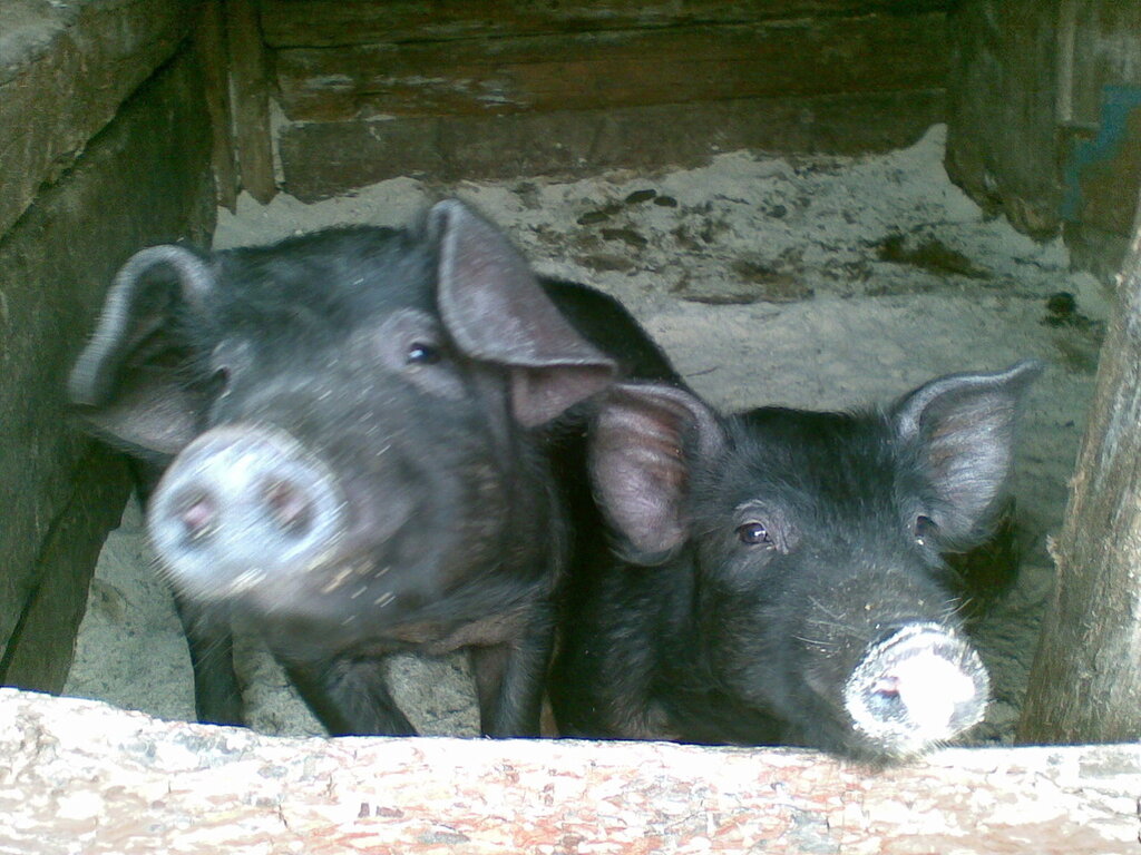 Свиньи Болек и Лелек