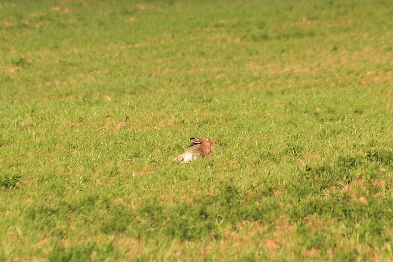 Крупный заяц-русак (лат. Lepus europaeus) лежит на поле в Яранском районе Кировской области