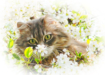Коты кошки котята. И Цветы