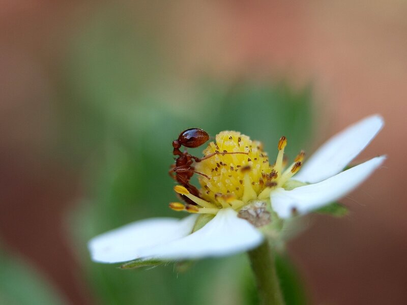 муравей на цветке земляники
