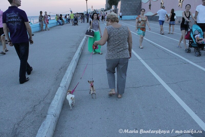 Презабавные, Саратов, 12 июня 2012 года