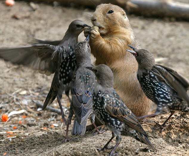 голодные птицы