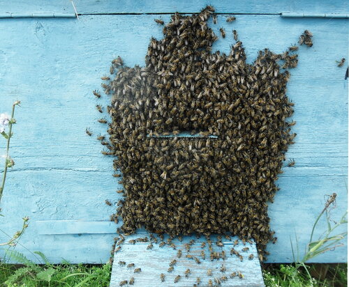 На пасеке, пчёлы... Лето 2012