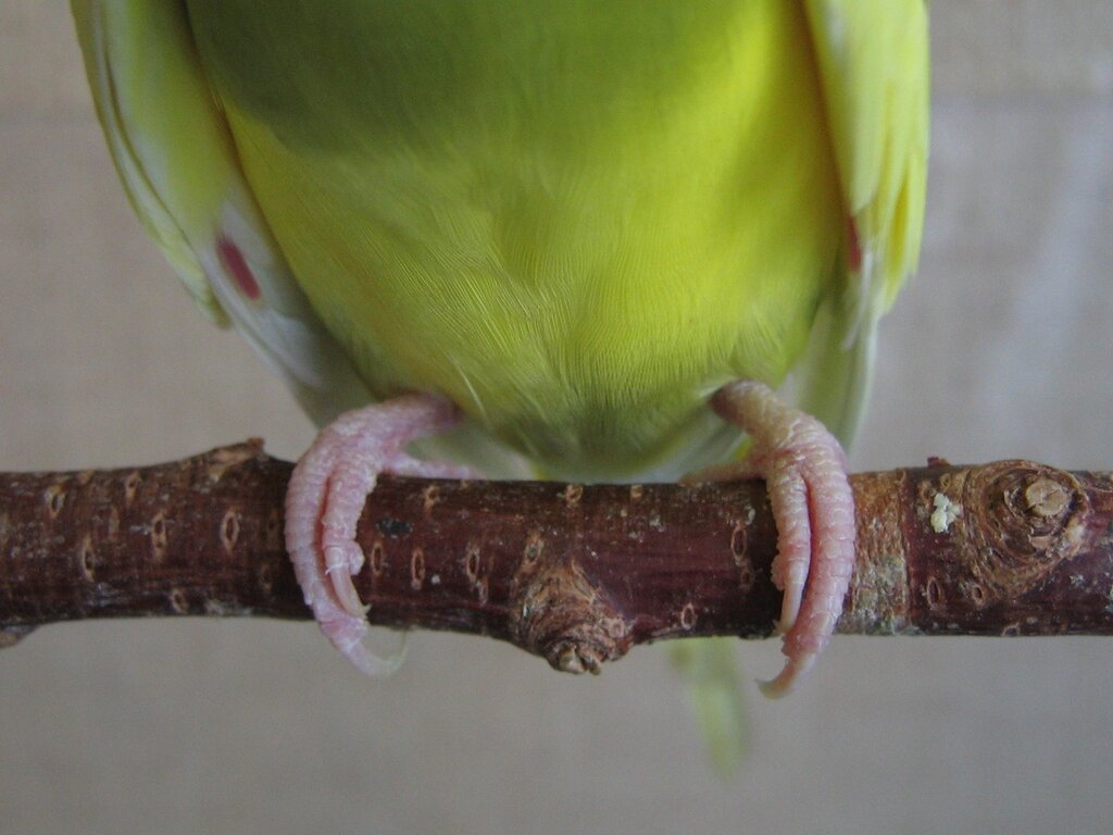 ноги попугая