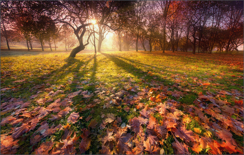 Silhouette of autumn/ Силуэт осени