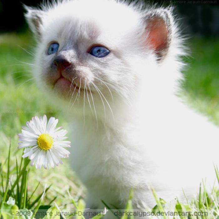 Кошки и притягательные ароматы цветов   красивые фотографии