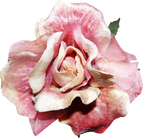 «Day Rose» 0_981bf_e49fb4f6_L