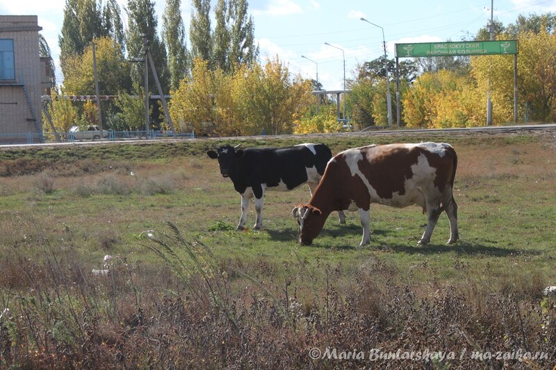 Коров по осени считают, Красный Кут, 01 октября 2012 года