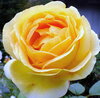 Роза желтая краса.