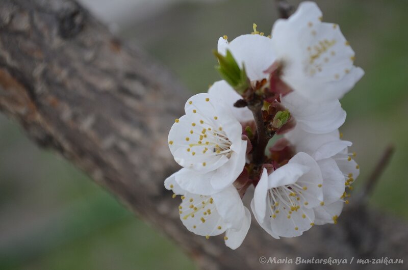 Вишня цветёт, Саратов, 28 апреля 2013 года