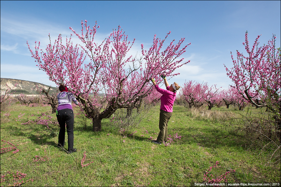 Цветение персиковых садов в Крыму