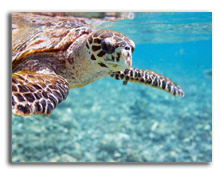 Сейшелы. Hawksbill sea turtle. Фото shalamov - Depositphotos