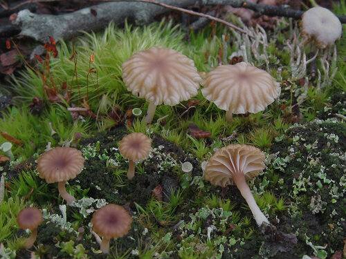 Лихеномфалия зонтичная (Lichenomphalia umbellifera). Судя по современному названию, гриб состоит в симбиозе с водорослями. Раньше этот гриб назывался Омфалина зонтичная или Омфалина пустошная. Мелкий, красивый, но несъедобный грибок, растущий во влажных местах рядом со мхами и лишайниками. На Соловках встречается довольно часто. Фото сделано на Филипповских садках. Автор фото: Юрий Семенов