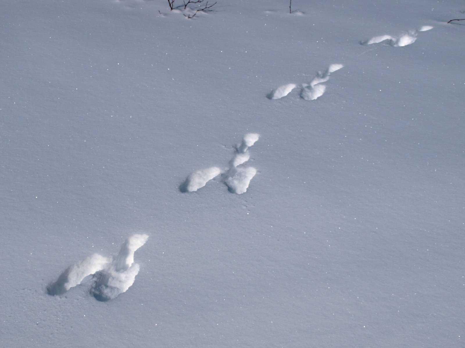 следы зайца на снегу