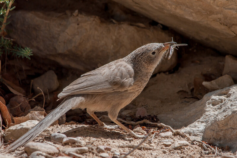 Птицы Пустыни Фото
