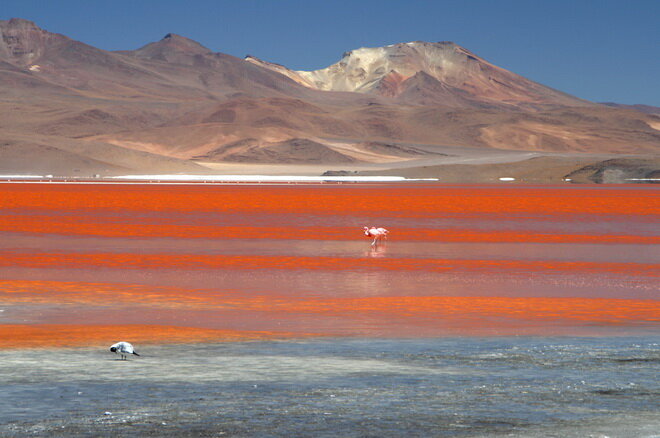 Озеро Лагуна Колорадо. Боливия