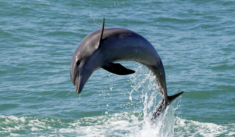 Дельфин (Dolphin)