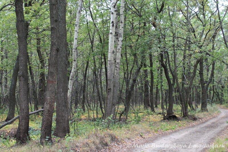 Прогулка по лесопарку, Саратов, 11 августа 2012 года