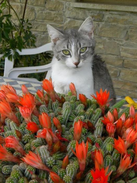 Кошки и притягательные ароматы цветов   красивые фотографии