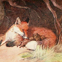 Cecil Aldin, White-ear and Peter