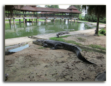 Малайзия. Лангкави. Крокодиловая ферма