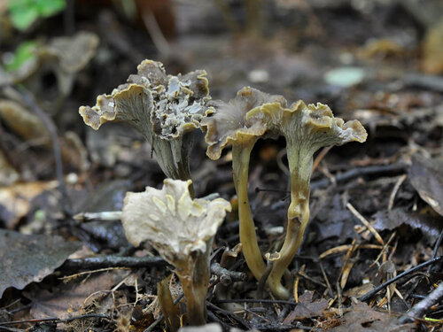 Альбом:  Грибы - Fungi Грибы разные Автор фото: Владимир Брюхов