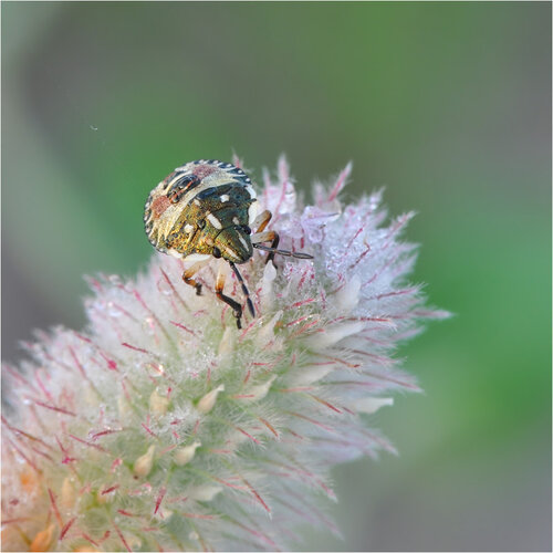 Клевер пашенный (Trifolium arvense) Автор фото: Владимир Брюхов