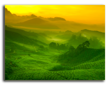 Малайзия. Sunrise view of tea plantation landscape at Cameron Highland, Malaysia. Фото  szefei - shutterstock