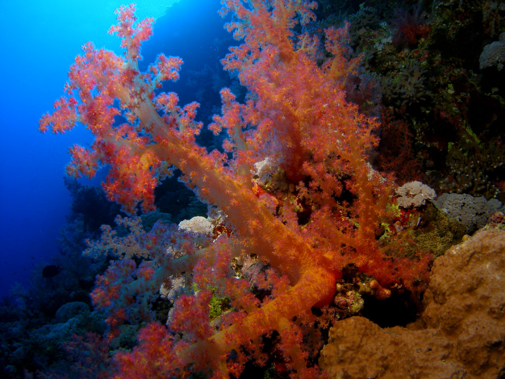 Кораллы Красного моря