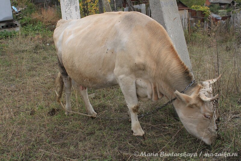 Корова, Базарный Карабулак, 03 октября 2012 года