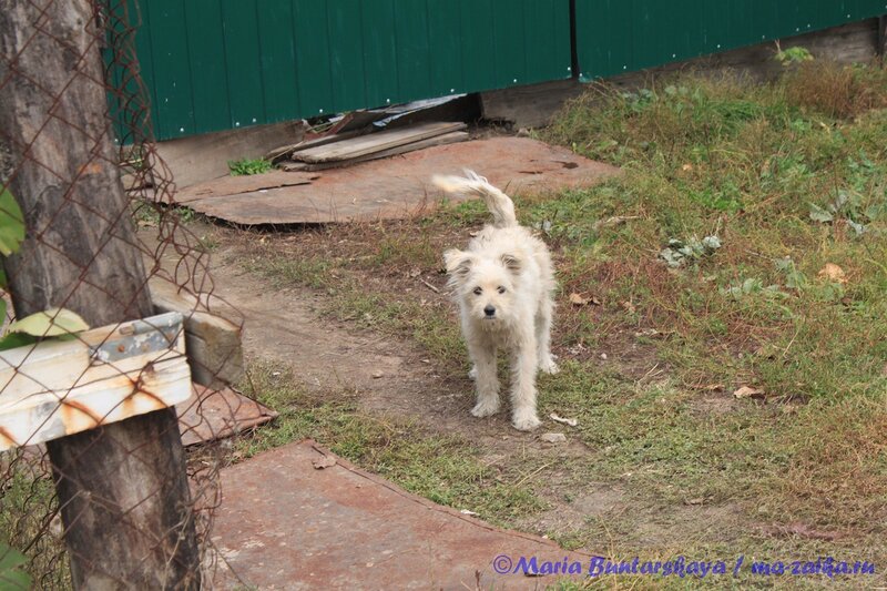 Дворовая собачка, Базарный Карабулак, 03 октября 2012 года