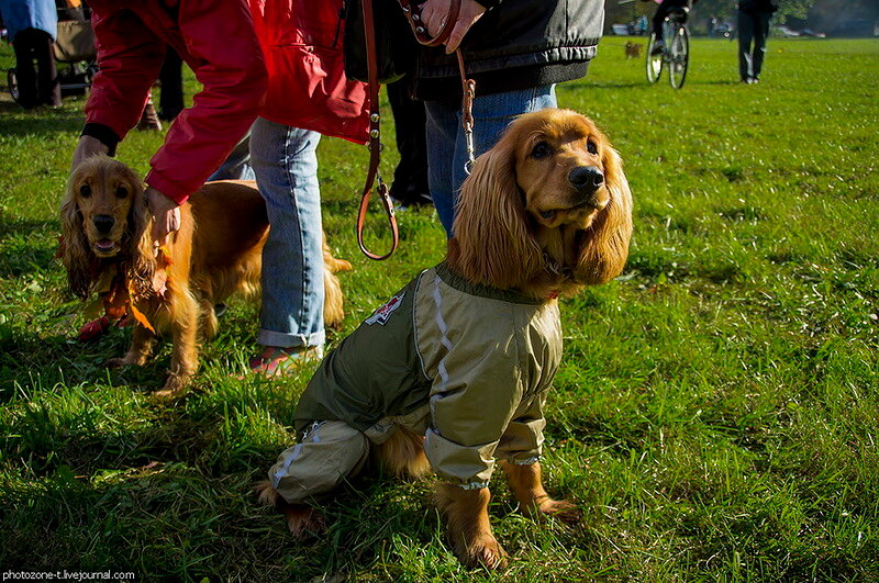 Собачья выставка-карнавал 'Собака - Улыбака', Санкт-Петербург, октябрь 2012 года