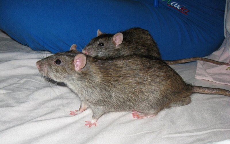 Два крыса
