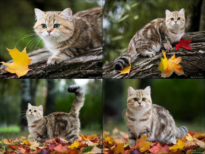 Осень, любимая пора… Насладитесь живописной природой!!!