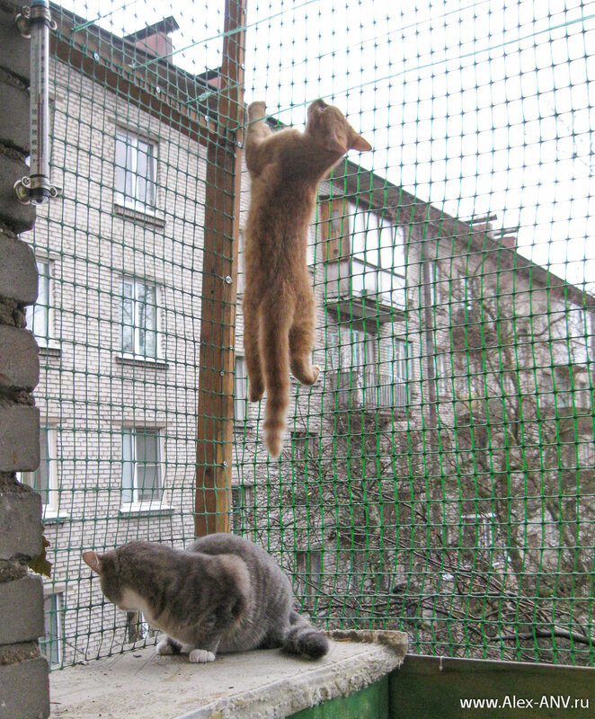 Вот поэтому я и заделал весь балкон сеткой до потолка, чтобы можно было спокойно отпускать кошек погулять.