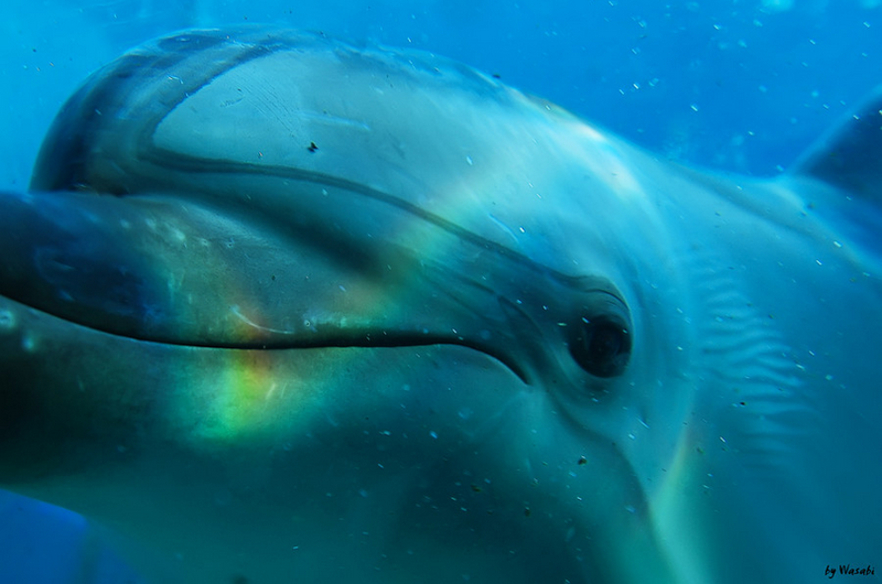 Дельфин (Dolphin)