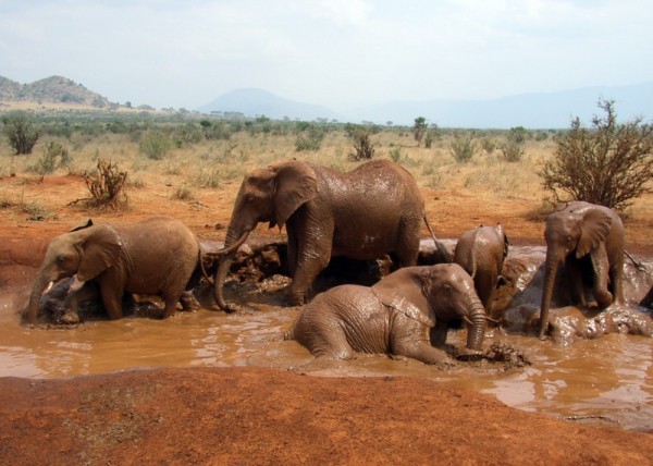 Слоны, слонихи, слонята