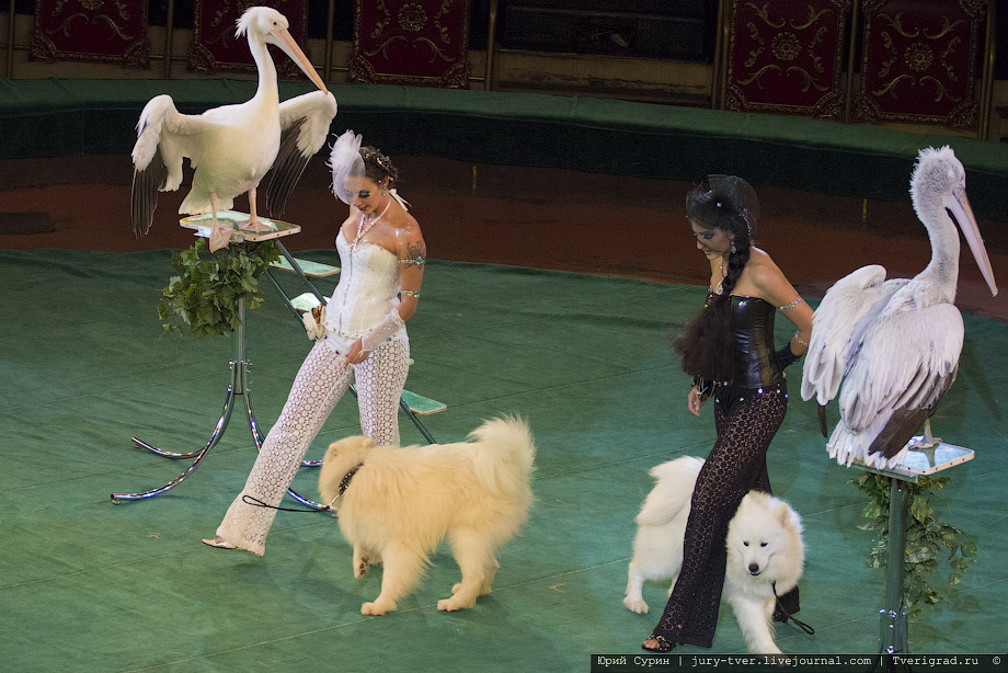 Карнавал животных Дана Запашного в Тверском цирке
