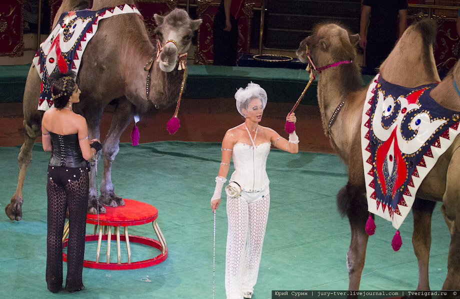 Карнавал животных Дана Запашного в Тверском цирке